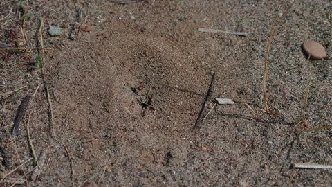 Busy Ants Active Around Sandy Hill Entrance Stock Footage 333812741