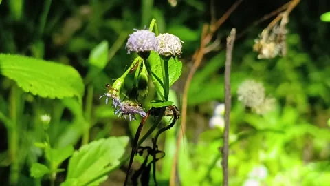 Busy Ants Activity on Forest Flower Bud at Night Close-up Видео 332716426