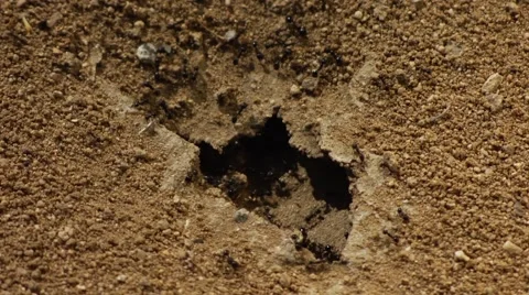 Busy Ants Building A Mound Video stock 49112489