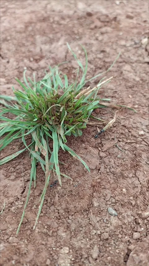 Busy ants crawling on red soil among wild green plants and tiny flowers. Stock Footage 333794982