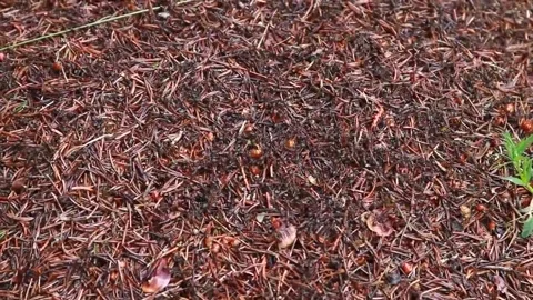 Busy Ants Crawling on Thin Twigs – Animated Macro Nature Clip Stock Footage 307876059
