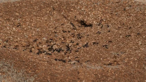 Busy ants in a desert anthill Stock Footage 125534275