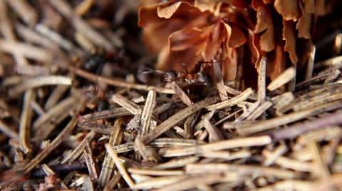 Busy Ants Stock Footage 22695191