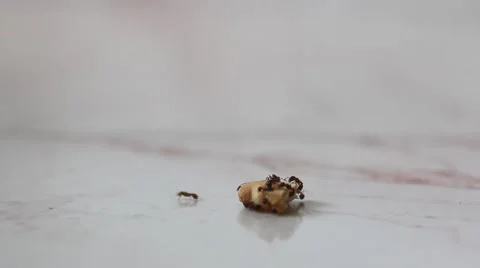 Busy ants Stock Footage 65781703