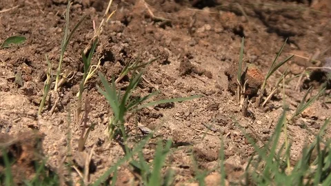 Busy Ants Stock Footage 95959200