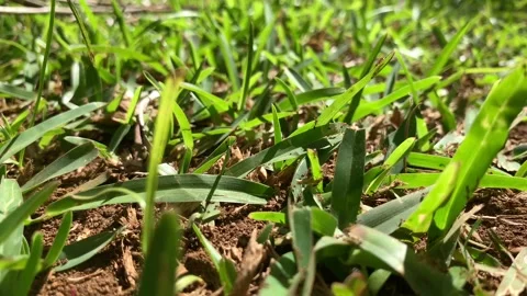 Busy ants Stock Footage 201009739