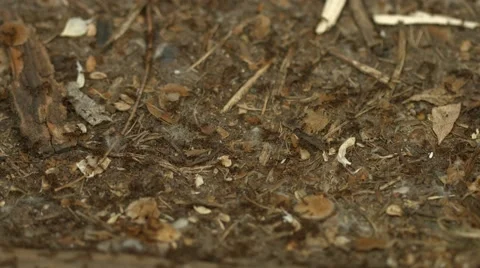 Busy Ants Moving Stock Footage 50599187