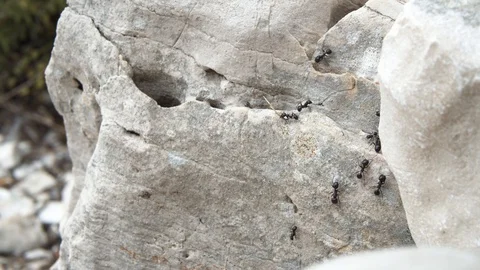 Busy ants walking on the side of the boulder Stock Footage 130105769