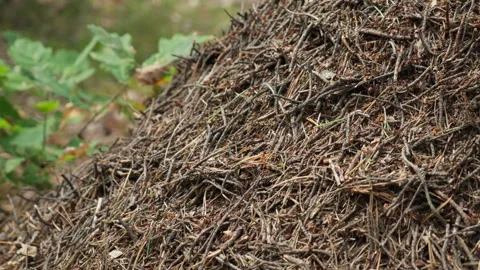 Busy ants work together on anthill mound in a concept of team cooperation. Stock Footage 340281896