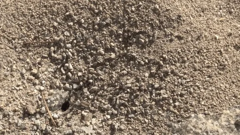 Busy ants working together. Top down close up. Stock Footage 117135089