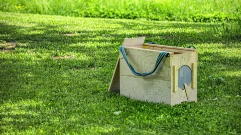 Busy apiary scene with bees flying around hives timelapse Stock Footage 333182397