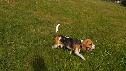 Busy autonomous beagle dog run by alone Stock Footage 91446133