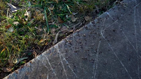 Busy backyard ant-like winged swarming insects (Parasitic Lasius Claviger) Vidéo 219896137