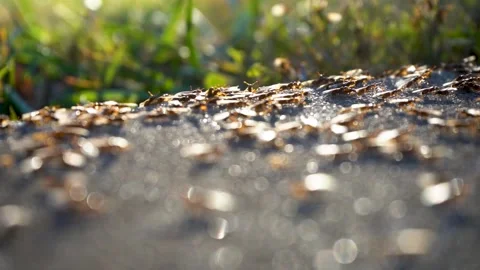 Busy backyard ant-like winged swarming insects (Parasitic Lasius Claviger) Vidéo 219896174