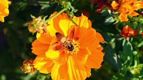 A busy bee actively forages for nectar and pollen, moving across the vibran.. Stock Footage 341354644