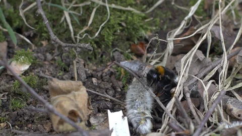 Busy Bee Collecting Nectar Close Up Static Stock Footage 88996837