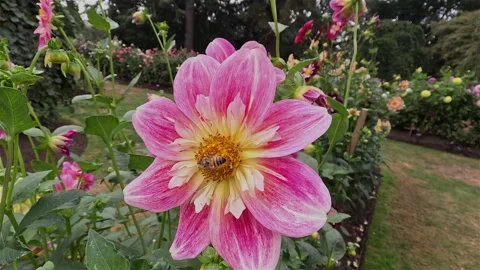 Busy Bee Collecting Nectar frm Pink flower Stock Footage 305537410