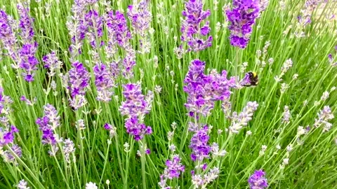 Busy bee collecting nectar from lavender flowers Stock Footage 132339836