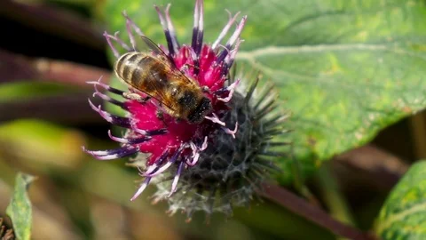 Busy Bee Collecting Nectar Macro Closeup Stock Footage 102744727