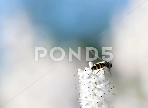Busy bee is collecting nectar Stock Photos
