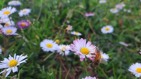 Busy bee collects nectar Stock Footage 239630908