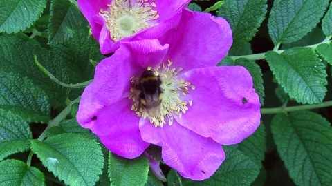 Busy Bee Different Flower &amp; Angle 스톡 동영상 77489035