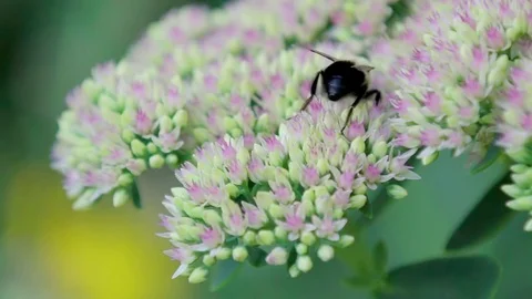 A busy bee extracts pollen from a flower as another bee joins nearby Stock Footage