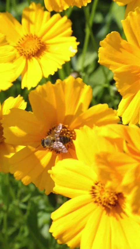 Busy bee feeding on nectar from vibrant yellow cosmos flowers Stock Footage 310736509