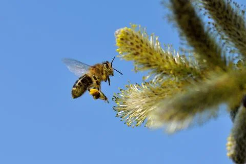 Busy Bee in flight Stock Photos