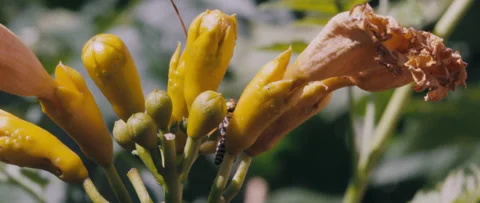 Busy bee, flower, 2k Video stock 235406265
