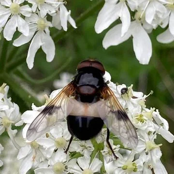 Busy Bee On Flower Stock Photos
