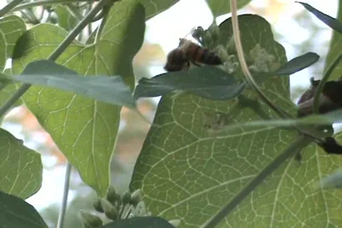 Busy bee Stock Footage 146990