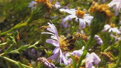 Busy bee Stock Footage 8915230