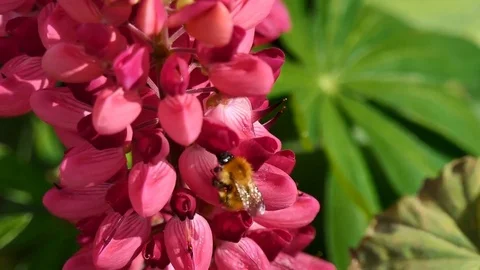 Busy Bee Stock Footage 79934730
