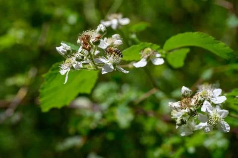 Busy Bee Gathering Nectar 스톡 사진