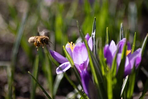 Busy bee is hard-working for pollination and making honey in spring Stock Photos