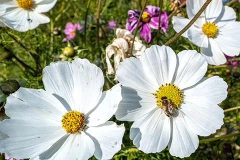 Busy Bee II Stock Photos