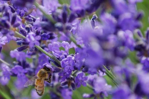 Busy bee looking for nectar in a field of lavender flowers Stock Photos