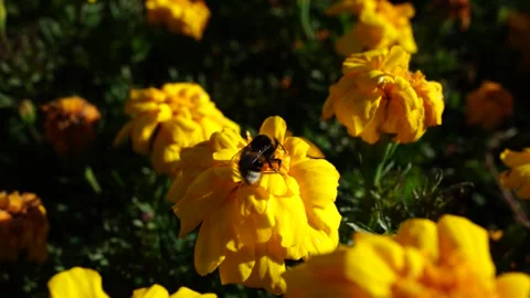 A busy bee moves between golden marigold blossoms in Albert Park, Auckland, New Vídeo Stock 332106991