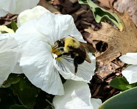 Busy Bee Fotos de archivo