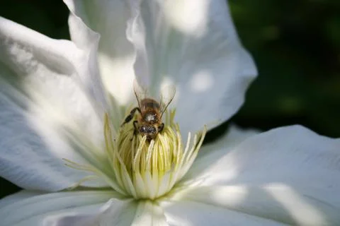 Busy bee Foto stock