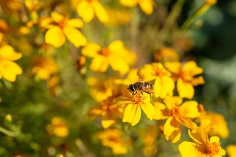 Busy Bee Stock Photos