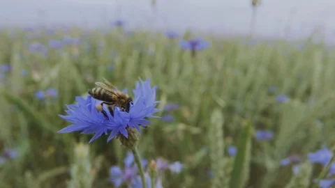 A busy bee is pollinating a beautiful blue cornflower wildflower in the summer Stock Footage 104461569