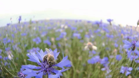 A busy bee is pollinating a blue knapweed meadow flower in the summer field Stock Footage 103193786