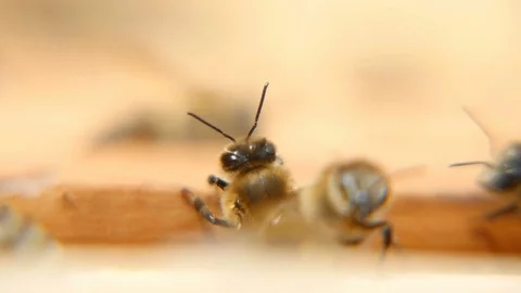Busy bees in a beehive seeking something and crawling on a wooden surface 스톡 동영상 76960918