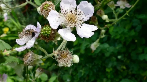 Busy bees in the blossoms Stock Footage 52851252