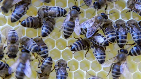 Busy Bees, Close Up View Of The Working Bees On Honeycomb. Stock Footage 91866079