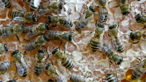 Busy Bees, Close Up View Of The Working Bees On Honeycomb. Stock Footage 91890089