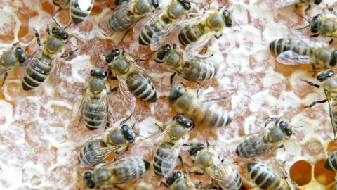 Busy Bees, Close Up View Of The Working Bees On Honeycomb. Stock Footage 91892003