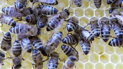 Busy Bees, Close Up View Of The Working Bees On Honeycomb. Stock Footage 92470848